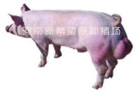 种猪品种,纯种大约克公猪