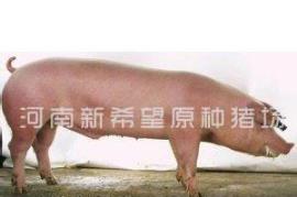 美系原种长白种母猪